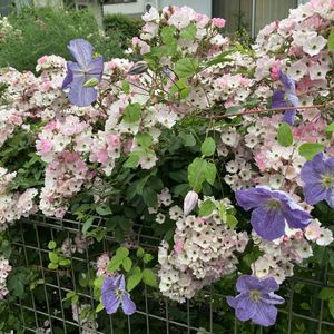 クレマチス,バラ,バラ　バレリーナ,クレマチス エミリア プラター,花壇の画像