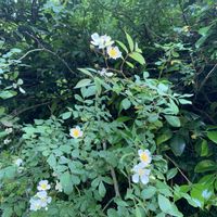 セッコク,ノイバラ,ヤマボウシ,サルナシ,網干メロンの画像