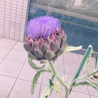 アーティチョーク,お花の画像