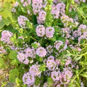 タイム,ハーブ,ナチュラルガーデン,花言葉,庭の花の画像