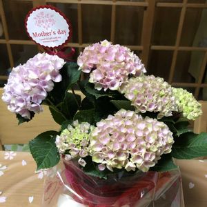 母の日プレゼント,花も多肉も好き,バラと夢CLUB,レースフラワー38 の娘からプレゼント,ポジティ部 ♡の画像