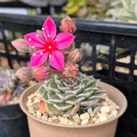 ベルム,タキタス,グラプトぺタルム,多肉植物,グラプト系の画像