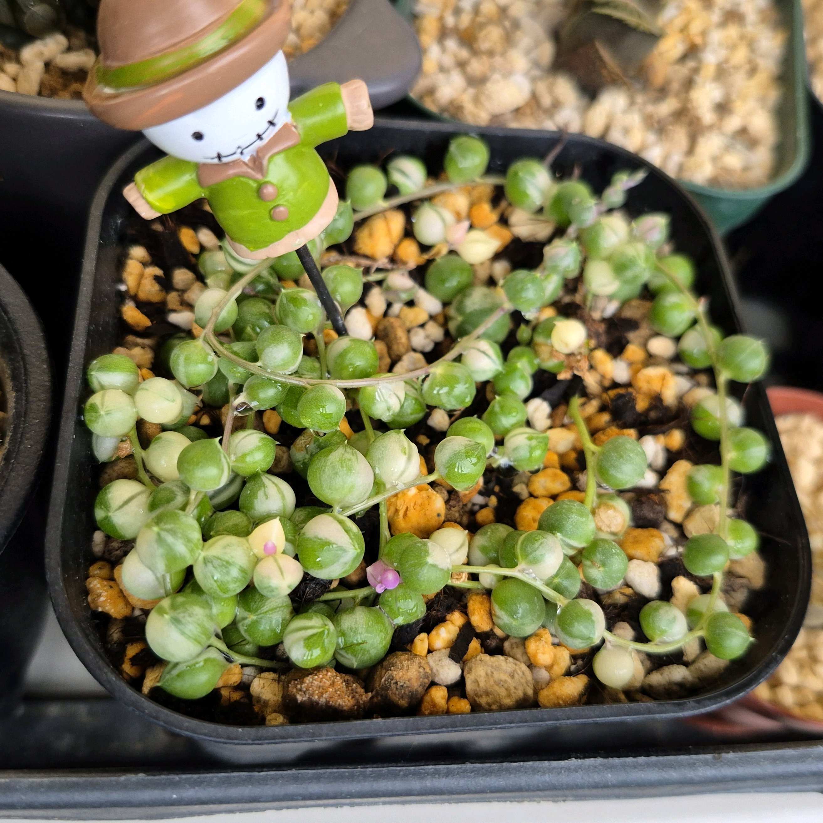 多肉植物(セネシオ＋オトンナ)｜🍀GreenSnap（グリーンスナップ）