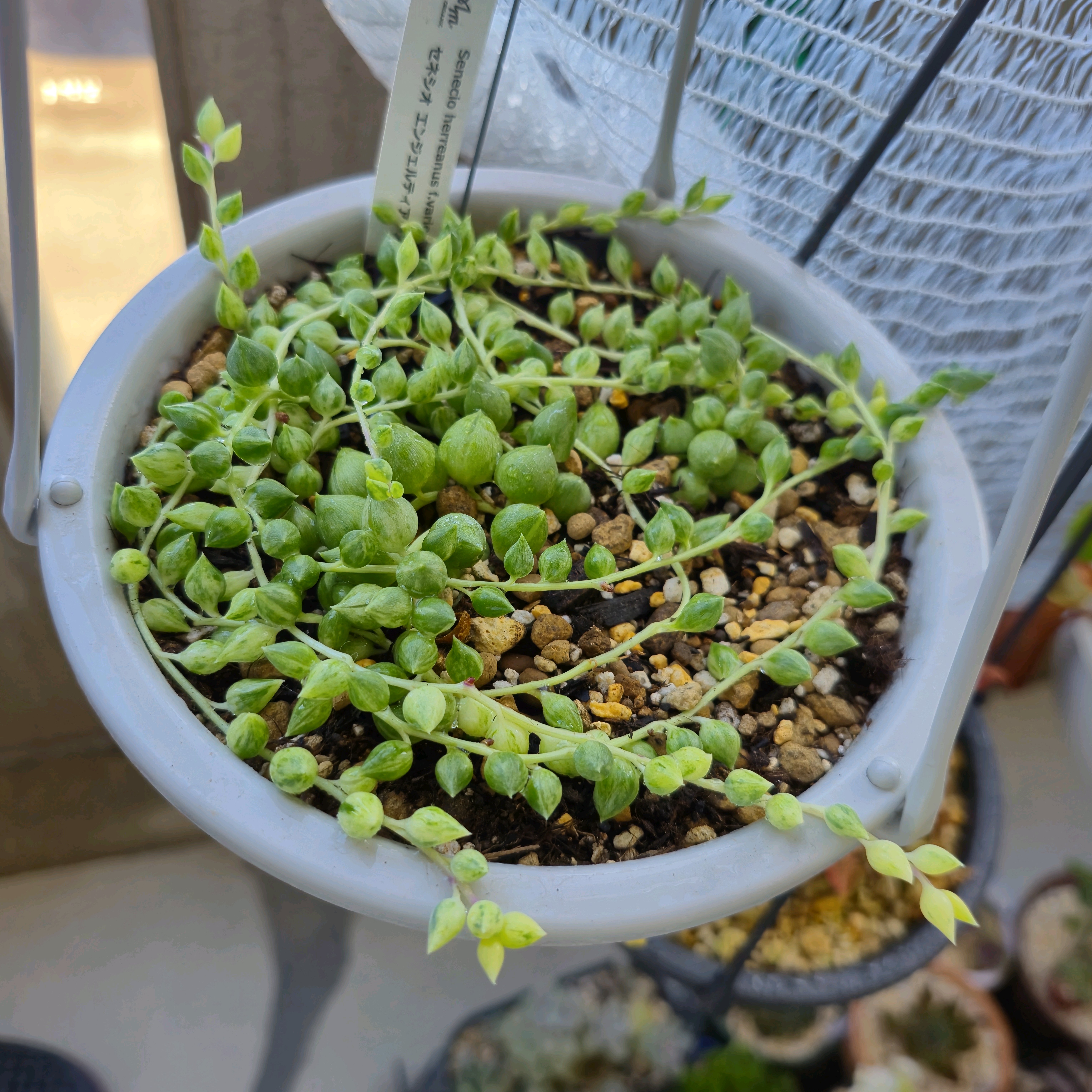 多肉植物(セネシオ＋オトンナ)｜🍀GreenSnap（グリーンスナップ）