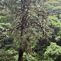 セッコク,Dendrobium moniliforme,ラン科,着生植物,着生ランの画像