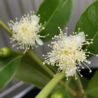 グァバ,グァバ,鉢植えの画像