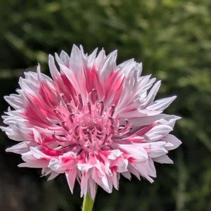 ヤグルマギク,花言葉,いつもありがとう♡,花のある暮らし,大神ファームの画像