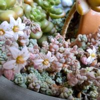 ピンクルビー,多肉植物,季節の花,庭のお花,おうち園芸の画像