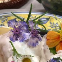 ヤグルマギク,エディブルフラワー,番外編,今日のお花,チーム愛知の画像