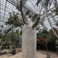 バオバブ,タッカ・シャントリエリ, トーチジンジャー,さがりばな,広島市植物公園の画像
