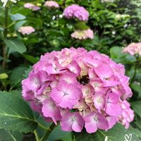 アジサイ,ガクアジサイ,紫陽花大好き,バラと夢CLUB,ひやみかち首里城！の画像