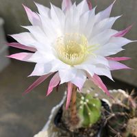 カランコエ,翠晃冠,ダイソー,リメイク鉢,エキノプシス属の画像