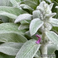 ラムズイヤー,鉢植え,シルバーリーフ,ふわふわ,葉っぱの画像