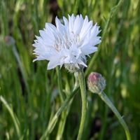 ヤグルマギク,今日のお花,散歩道で,『ひとりじゃない、繋がろう』,出会えてありがとうの画像