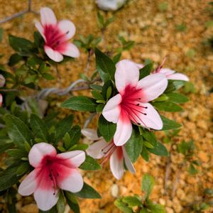 花のある暮らし,今日のお花,花いろいろ,おうち園芸,棚の画像