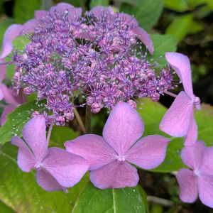花のある暮らし,今日のお花,花いろいろ,おうち園芸,棚の画像