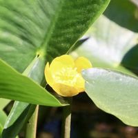 コウホネ,可憐な花,幸せの黄色いお花,明日はきっと良い日になる,2019同期の画像