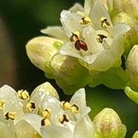 テトラゴナ,テトラゴナ,テトラゴナ,テトラゴナの 花,テトラゴナの 花の画像