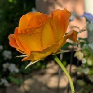 オオキンケイギク,フィリスバイド,ミニバラ・モカ,アンティーク,お散歩の画像
