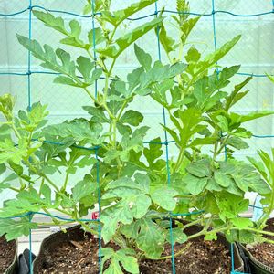 小玉スイカ,グリーンカーテン,実のなる植物,花のある暮らし,緑のある暮らしの画像