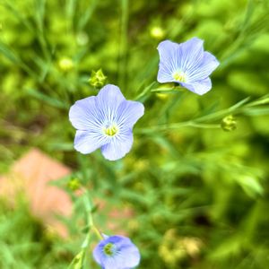 フラックス,亜麻,お散歩,ハーブ園,千葉市都市緑化植物園の画像