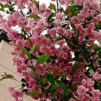 カーネーション,ツツジ,八重桜,ハナカイドウ,散歩道の画像