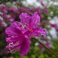 ナナカマド,アシタカツツジ,お出掛け先,落葉小高木,水ヶ塚公園Pの画像