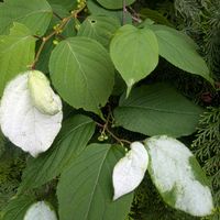 マタタビ,マタタビ,植物の賢い生き方の画像