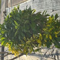 アオキの画像