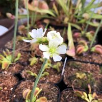 ハエトリソウ,観葉植物,食虫植物,花のある暮らし,パックンフラワーの画像
