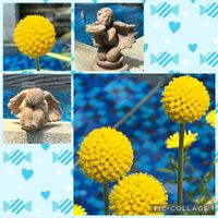 クラスペディア,ハナワギク,ソライロオダマキ,アメリカオダマキ,平和を願う☆の画像
