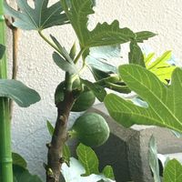 イチジク,イチヂク ホワイトぜノア,良い天気,成長記録,おはようございますの画像