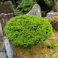モリムラマンネングサの画像