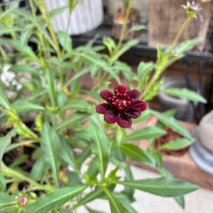 チョコレートコスモス チョカモカ,植物のある暮らし,ハーブのある暮らし,キッチンハーブ,ほしつながりの画像