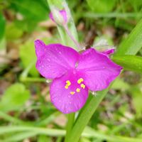 ガマズミ,コトネアスター,ハハコグサ（母子草）,紫露草(ムラサキツユクサ),ガマズミ(莢蒾)の画像