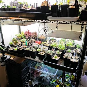 植物棚,室内管理の画像