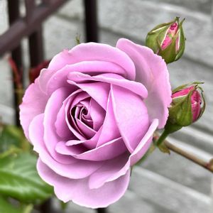 鉢植え,ナチュラルガーデン,半日陰,花のある暮らし,水やりの画像