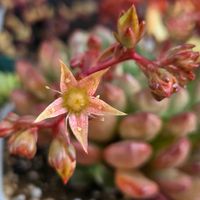 ピンクルルビー,ピンクルビー,多肉植物,多肉植物のある暮らし,グラプトべリア属の画像