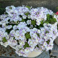 バーベナ,バーベナ,宿根バーベナ,宿根バーベナ,はなあかりの画像