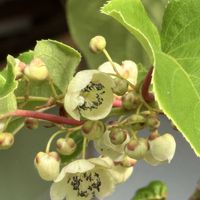ピラカンサ,ツルウメモドキ,サルナシ,オオカワヂシャ,朝散歩の画像