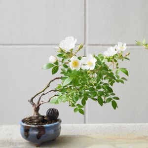 盆栽,小品盆栽,バラ・ミニバラ,バルコニー/ベランダの画像