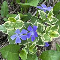 ツルニチニチソウ,花のある暮らし,流木付け,板付ランの画像