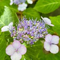 カキツバタ,ガーデニング,紫陽花 アジサイ あじさい,庭の画像
