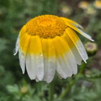 春菊,春菊のお花,今日はニコニコの日,畑の画像