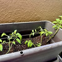 ミニトマト,パセリ,ポンテローザ,ジャンボ  レモン,ベランダ菜園の画像