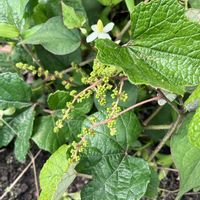 野葡萄,ノブドウ,꒰ღ˘◡˘ற꒱かわゅ~,植物中毒,お花は癒しの画像