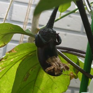 中長ナス,自家製野菜,緑のある暮らし,お気に入りの場所,ナスのお花の画像