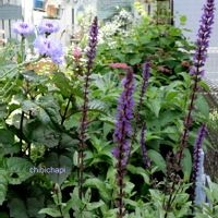 サルビア,地植え,ガーデニング,お気に入り♡,花のある暮らしの画像