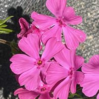 シバザクラ,シバザクラ,シバザクラ,シバザクラ,シバザクラの画像