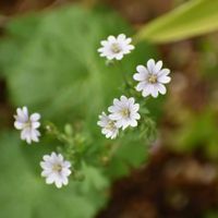 カリブラコア,ゲラニウム,ラベンダー,寄せ植え,植中毒の画像